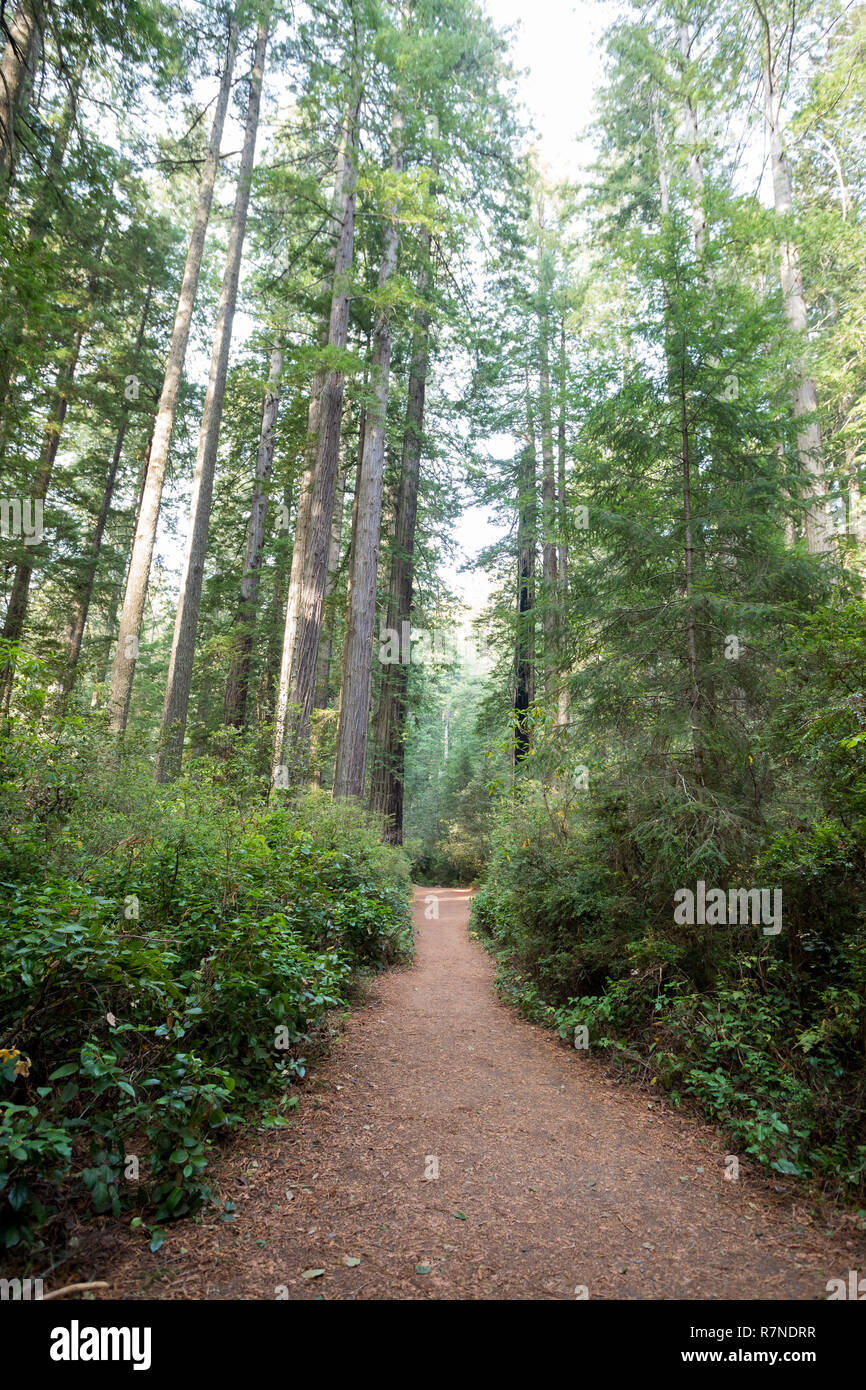 Hiking trails at the Lady Bird Johnson Grove Trail in California Redwoods National Park and State Parks. Stock Photo