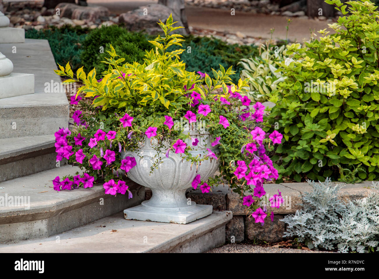 Decorative petunia flowers in Bethel Heritage Park in Winkler, Manitoba
