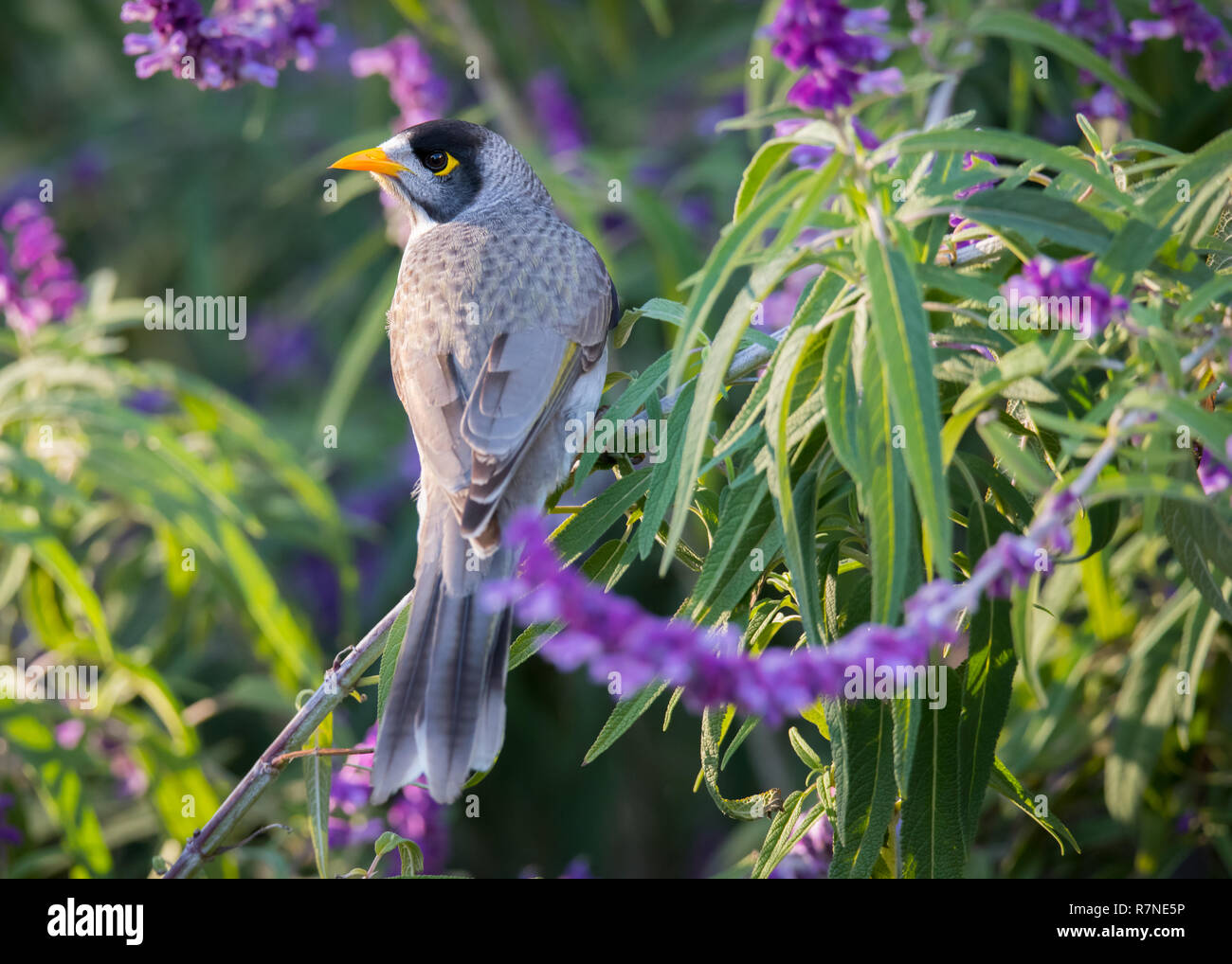 A Noisy Miner pauses among flowering Mexican Bush Sage at the Adelaide Botanic Gardens in Adelaide, South Australia. Stock Photo