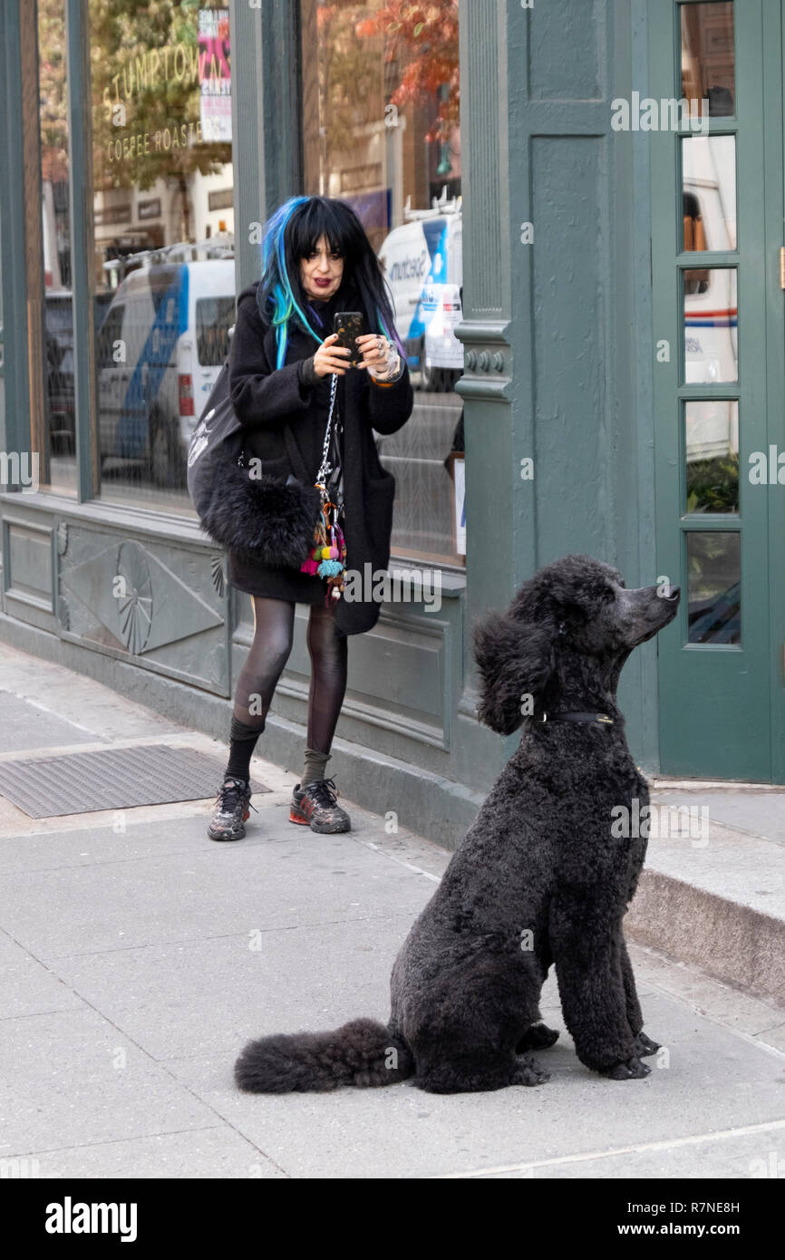 An older woman with blue & black hair takes a cell phone photo of a standard poodle that appears to be posing for her. In Greenwich Village, New York. Stock Photo
