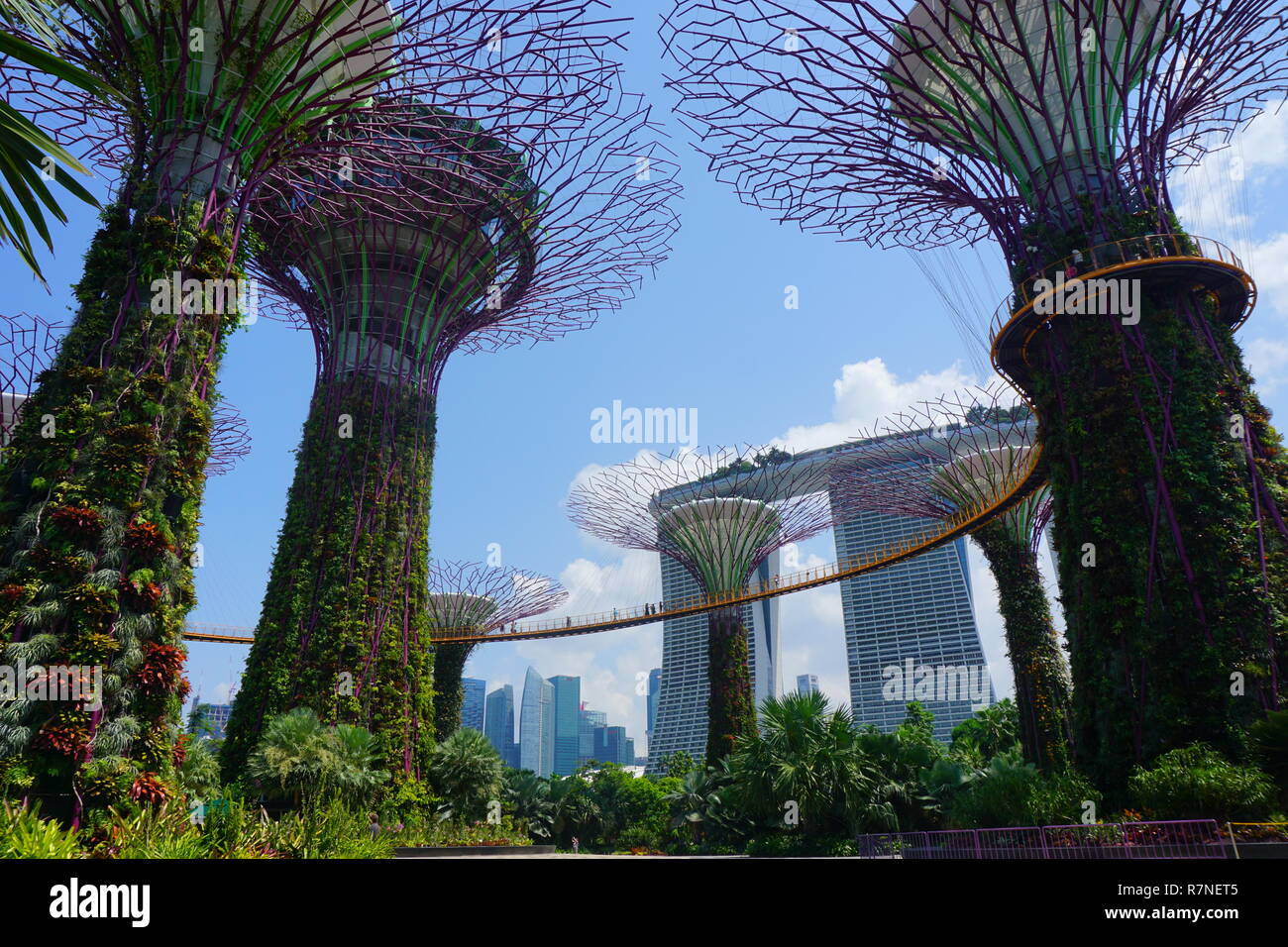 Singapore Supertrees in garden by the bay at Bay South Singapore. Stock Photo