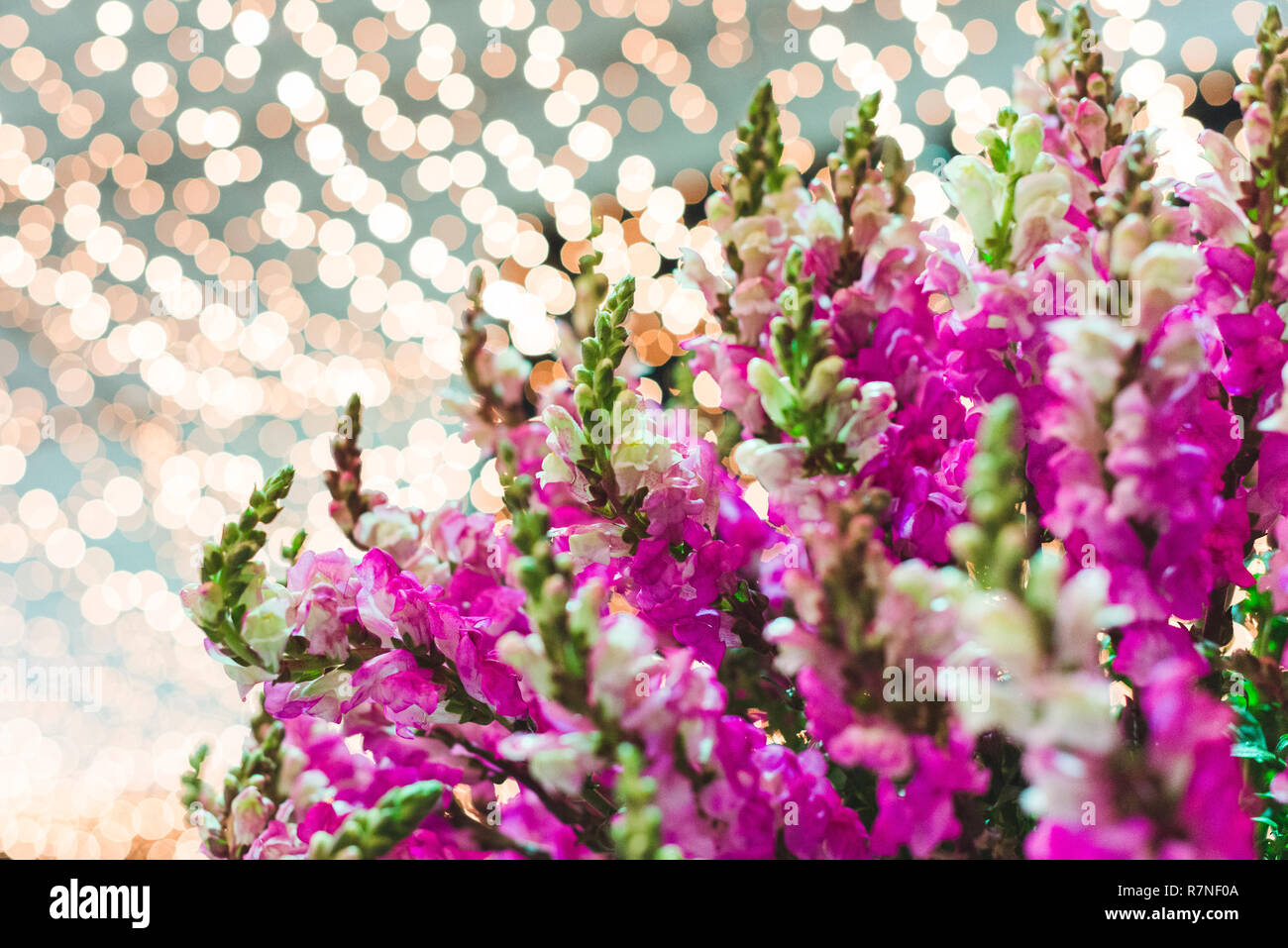 Flowers with blurred christmas lights background. Circular Reflections. Stock Photo