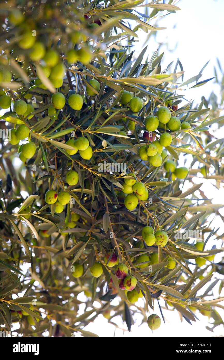 Close up of olive tree growing in Saint Catherine's Monastery in