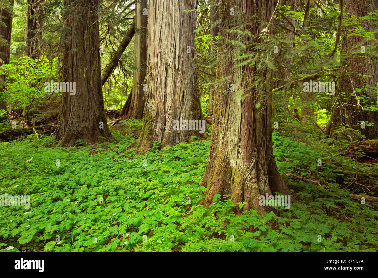 Cedar trees hires stock photography and images Alamy