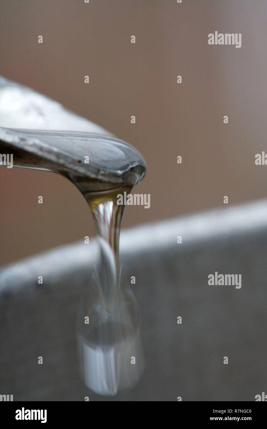 Canada, Quebec province, Saint Jean Port Joli, maple grove of Bois Jolie, maple sap harvest Stock Photo