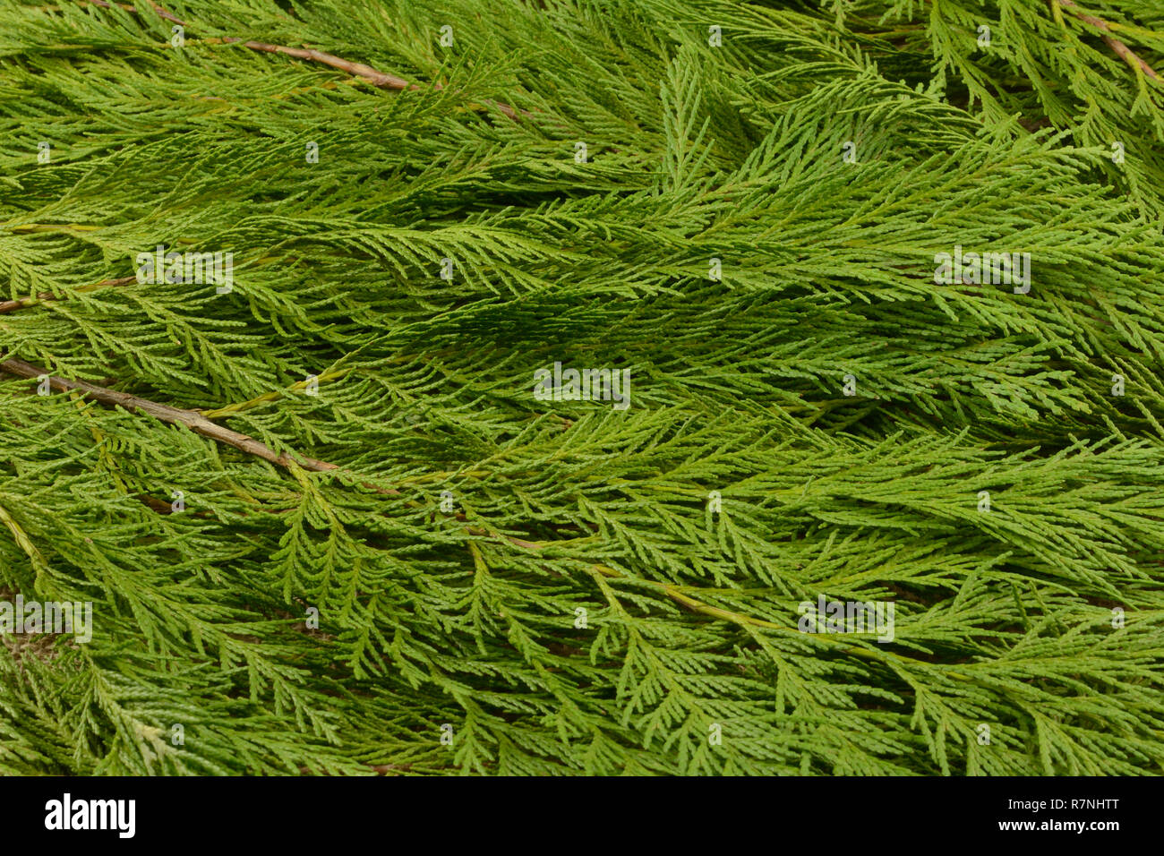 Fresh Christmas holiday cedar tree greens background of leaves and branches Stock Photo