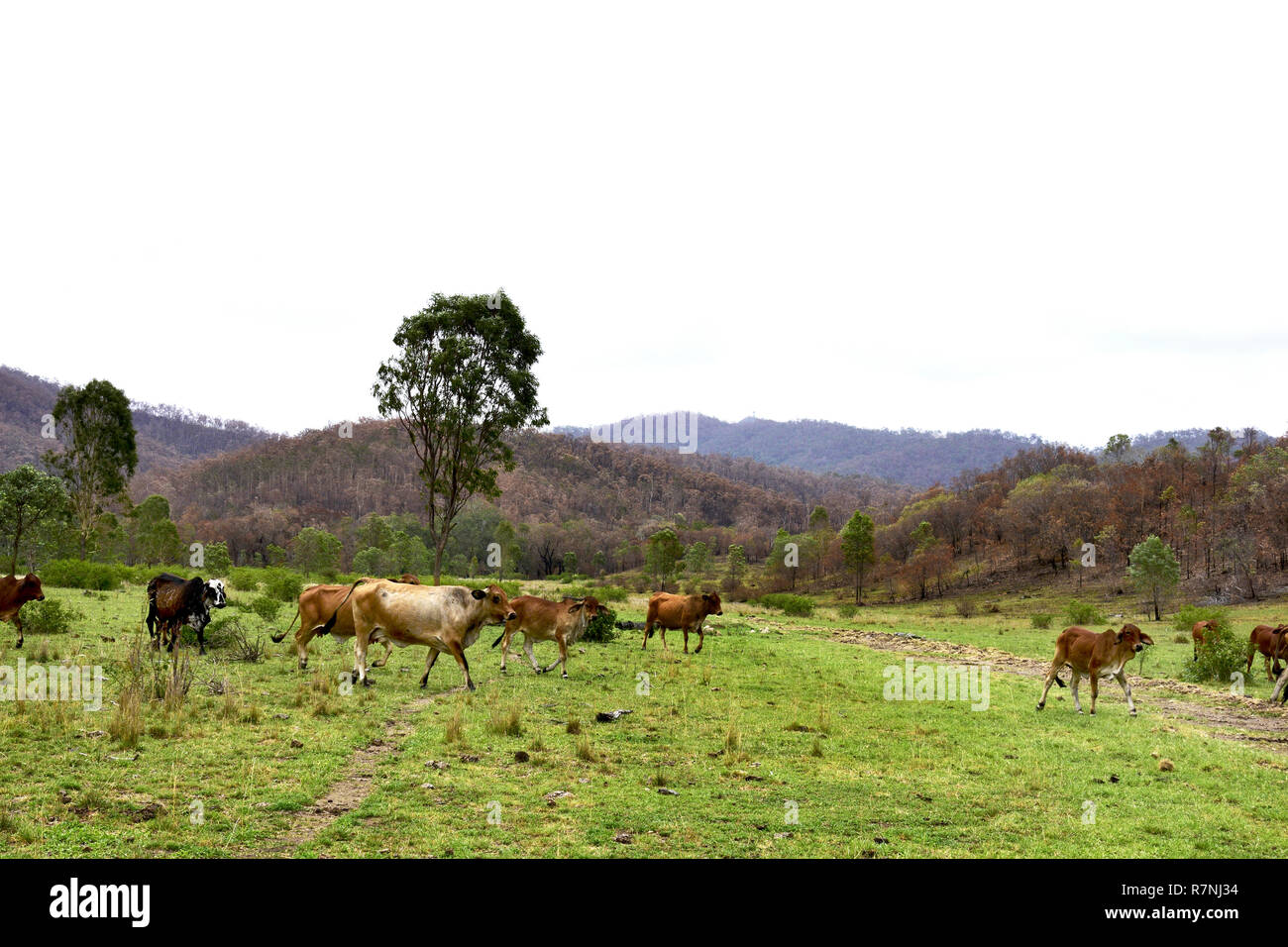 AUSTRALIAN STATION CATTLE THAT HAVE SURVIVED THE QUEENSLAND FIRES 2018 Stock Photo