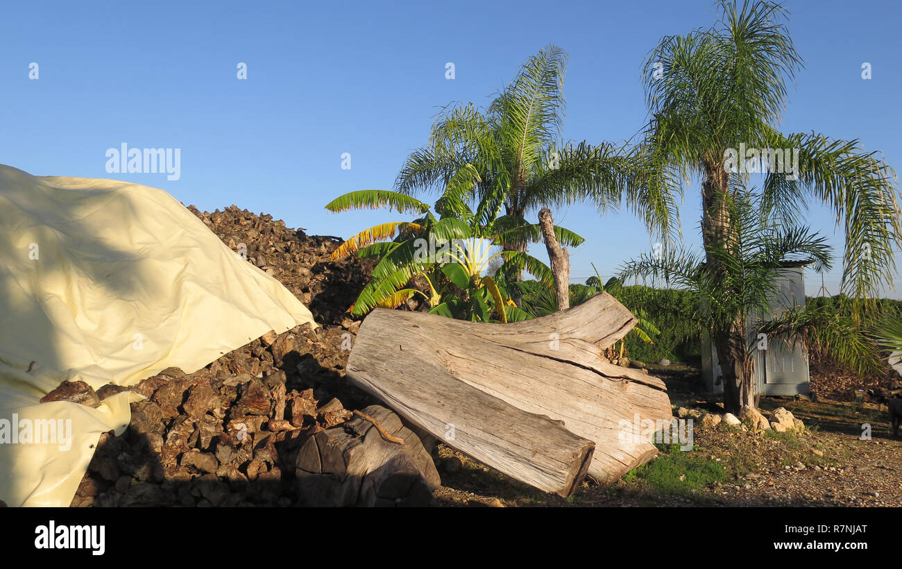 Large tree bleached log amongst piles of chopped firewood against palm
