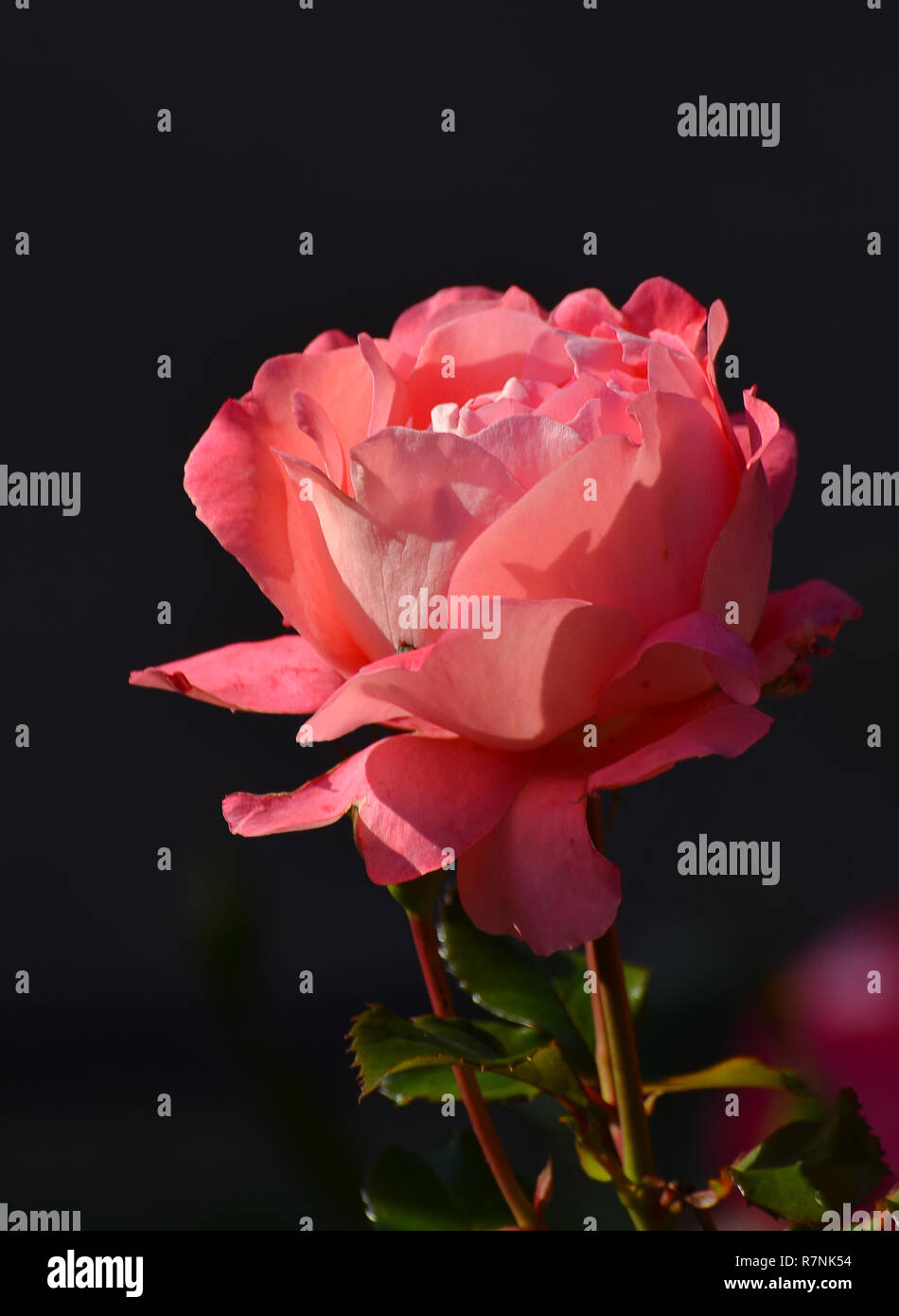 Beautiful roses in a flower bed in the Mikhailovsky garden. Autumn, the