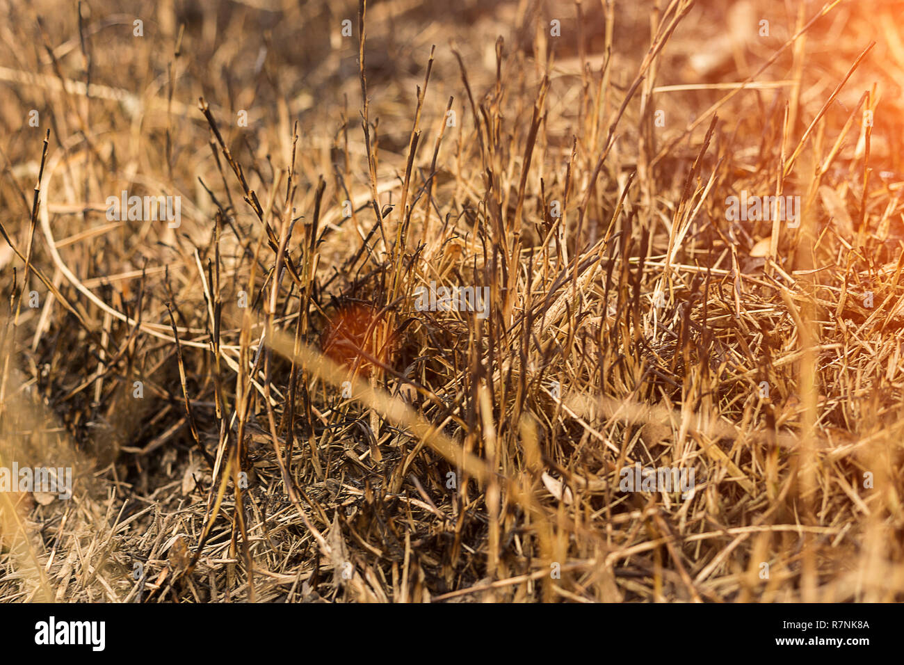 Burned fields for plants.Grass in fire. Horizontal view Stock Photo Alamy