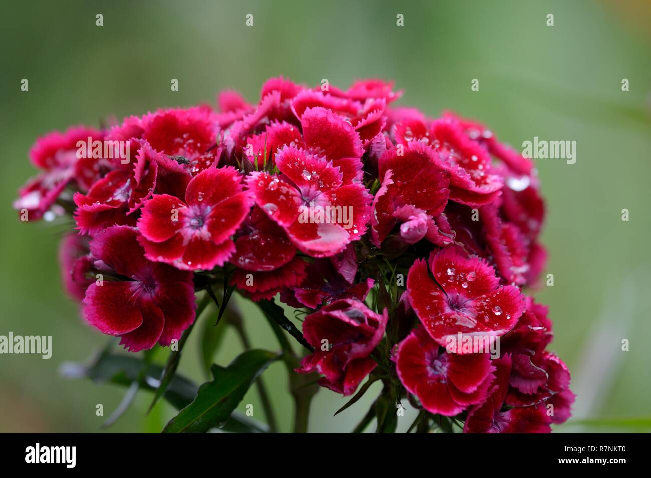 Close up of red sweet William (dianthus barbatus) flowers covered in water Stock Photo