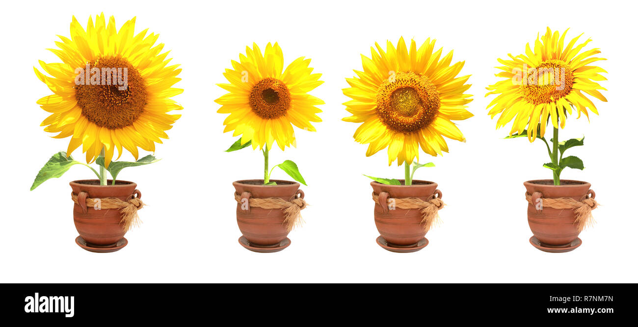 Sunflowers in pots hires stock photography and images Alamy