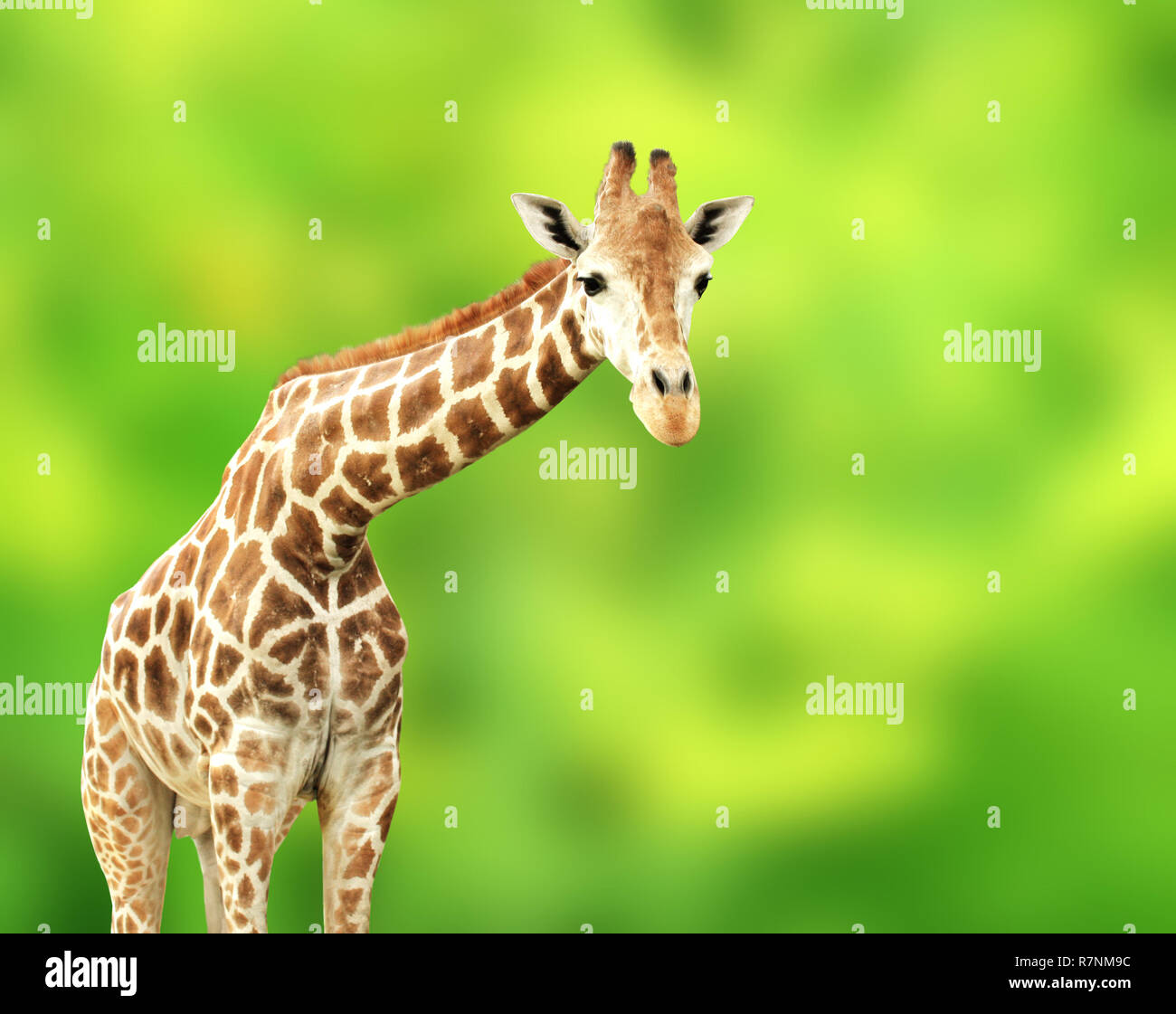 Giraffe on green background hi-res stock photography and images - Alamy