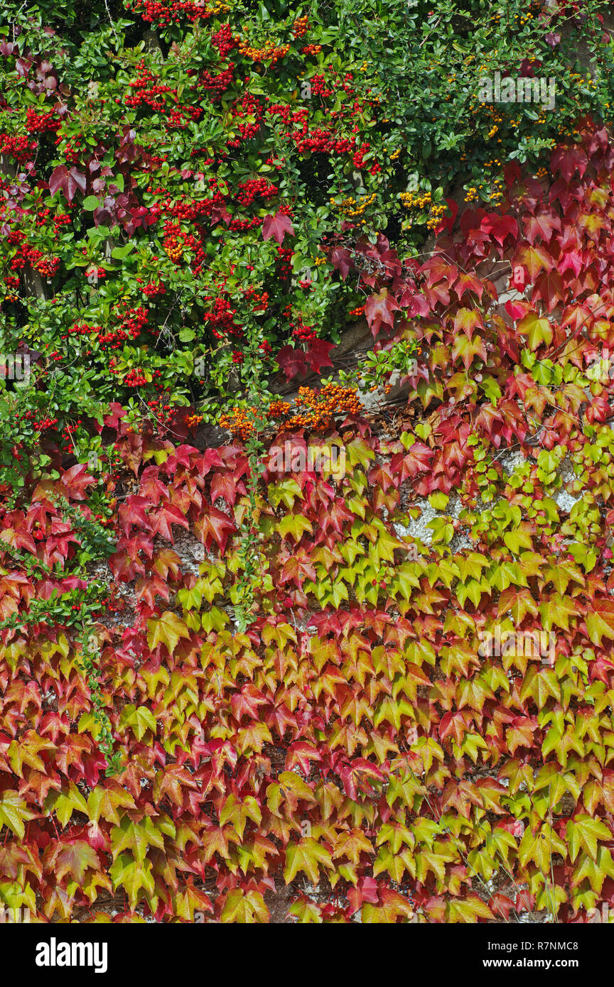 Autumn colors: fruits of Pyracantha (Firethorn) and leaves of Parthenocissus tricuspidata (Boston ivy or Grape ivy) Stock Photo