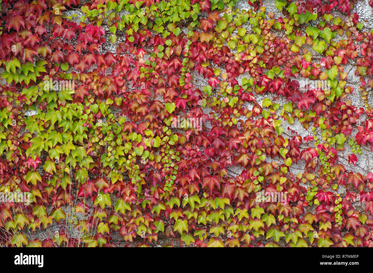 colors of the autumn: leaves of Parthenocissusn tricuspidata, the Boston ivy or Grape ivy, family Vitaceae Stock Photo