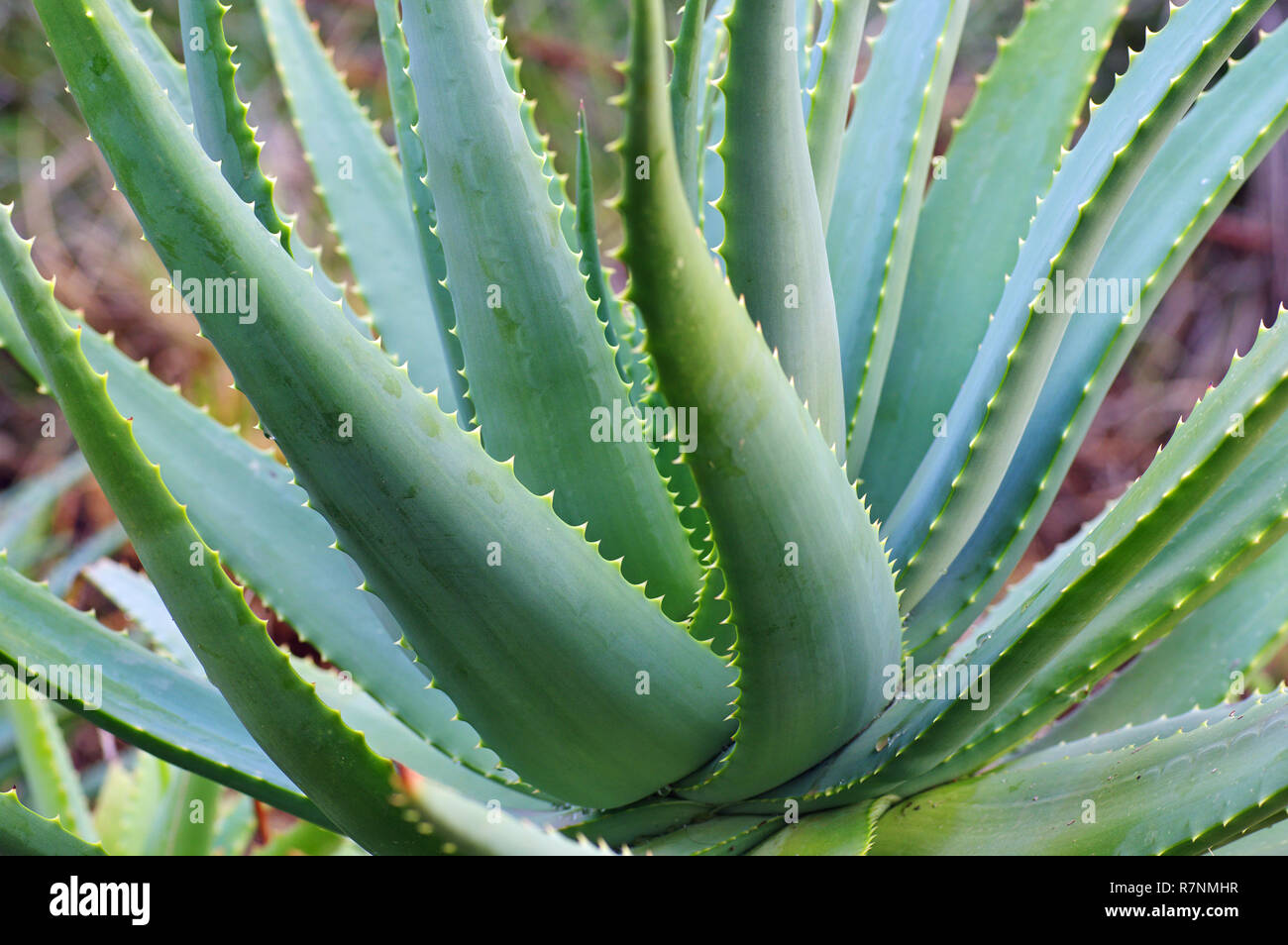 leafes of succulent plant Aloe sp., family Asphodelaceae Stock Photo
