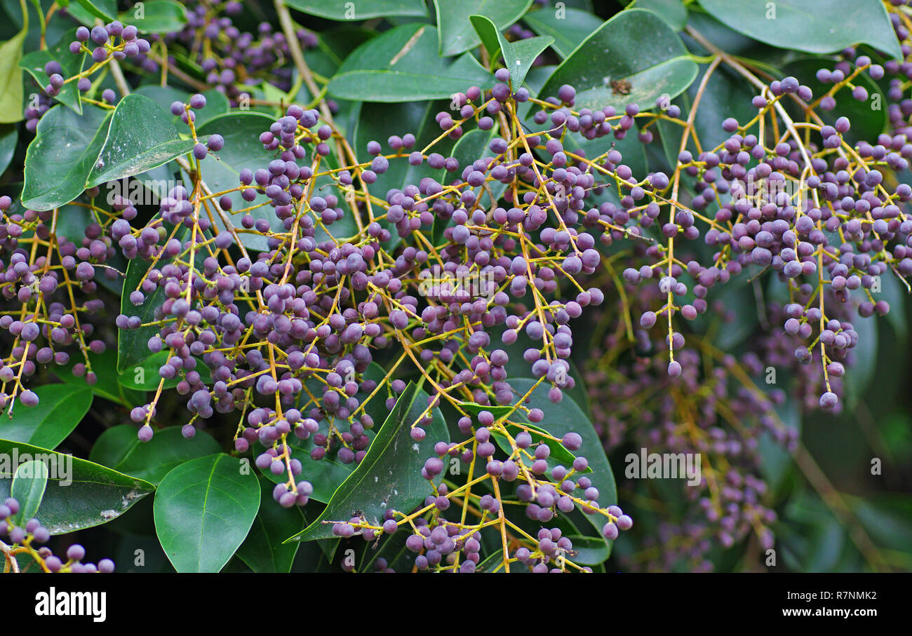 Ligustrum japonicum, the Wax-leaf privet or Japanese privet, family Oleaceae Stock Photo