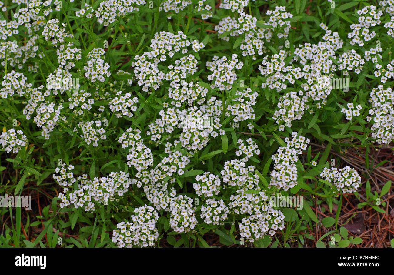 the wildflower Lobularia maritima, the Sweet Alison, family Cruciferae Stock Photo