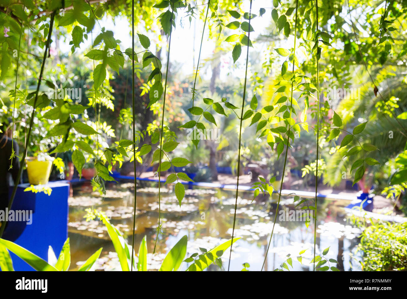 The Majorelle Gardens ( Jardin Majorelle ), in Marrakech, Morocco North Africa Stock Photo Alamy