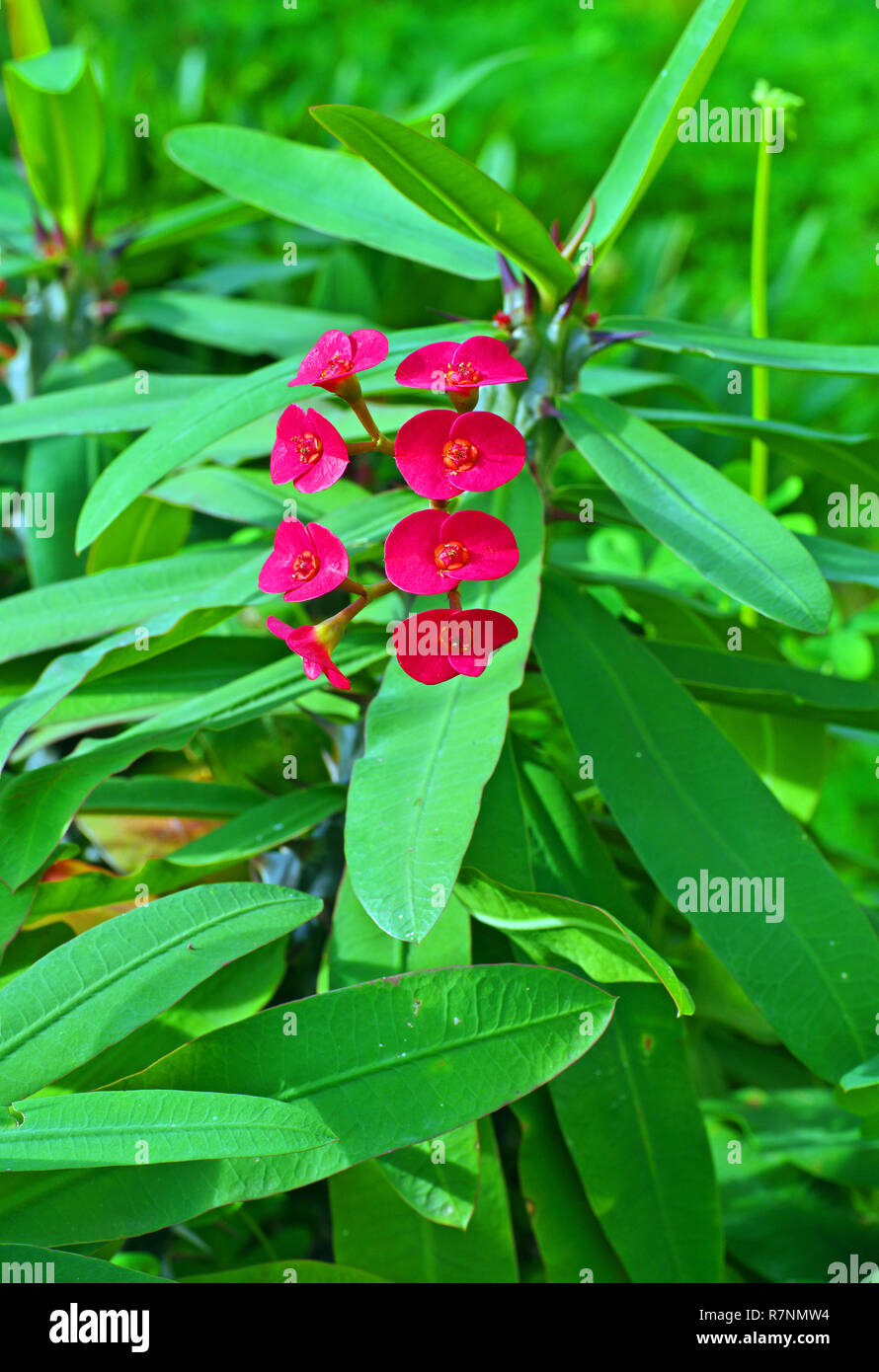 flowering Euphorbia milii, the Crown of thorns or Christ thorn, family Euphorbiaceae Stock Photo