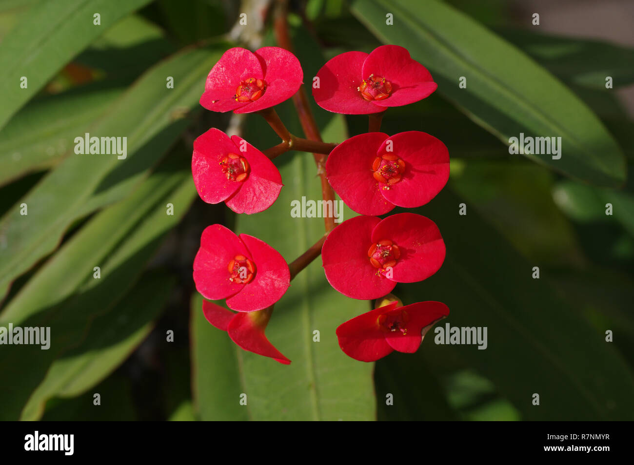 flowering Euphorbia milii, the Crown of thorns or Christ thorn, family Euphorbiaceae Stock Photo