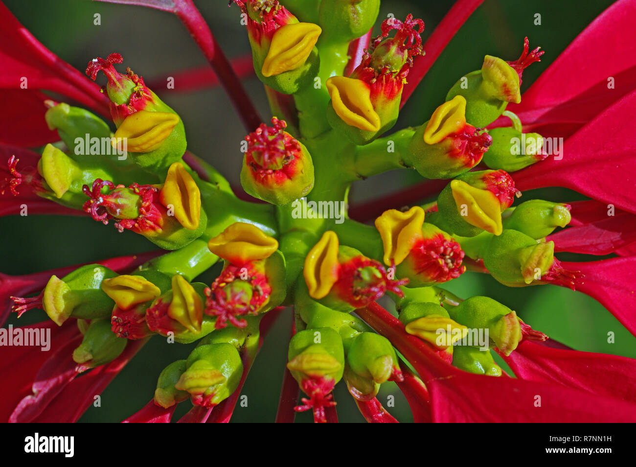 the Cyathium of Euphorbia pulcherrima, the Poinsettia, family Euphorbiaceae Stock Photo