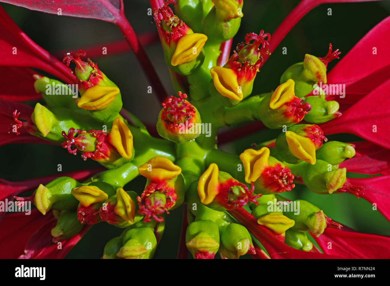 the Cyathium of Euphorbia pulcherrima, the Poinsettia, family Euphorbiaceae Stock Photo