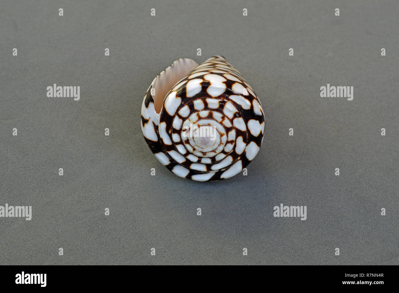 the shell of the Sea snail Conus marmoreus, the Marbled Cone snail, order Conidae Stock Photo