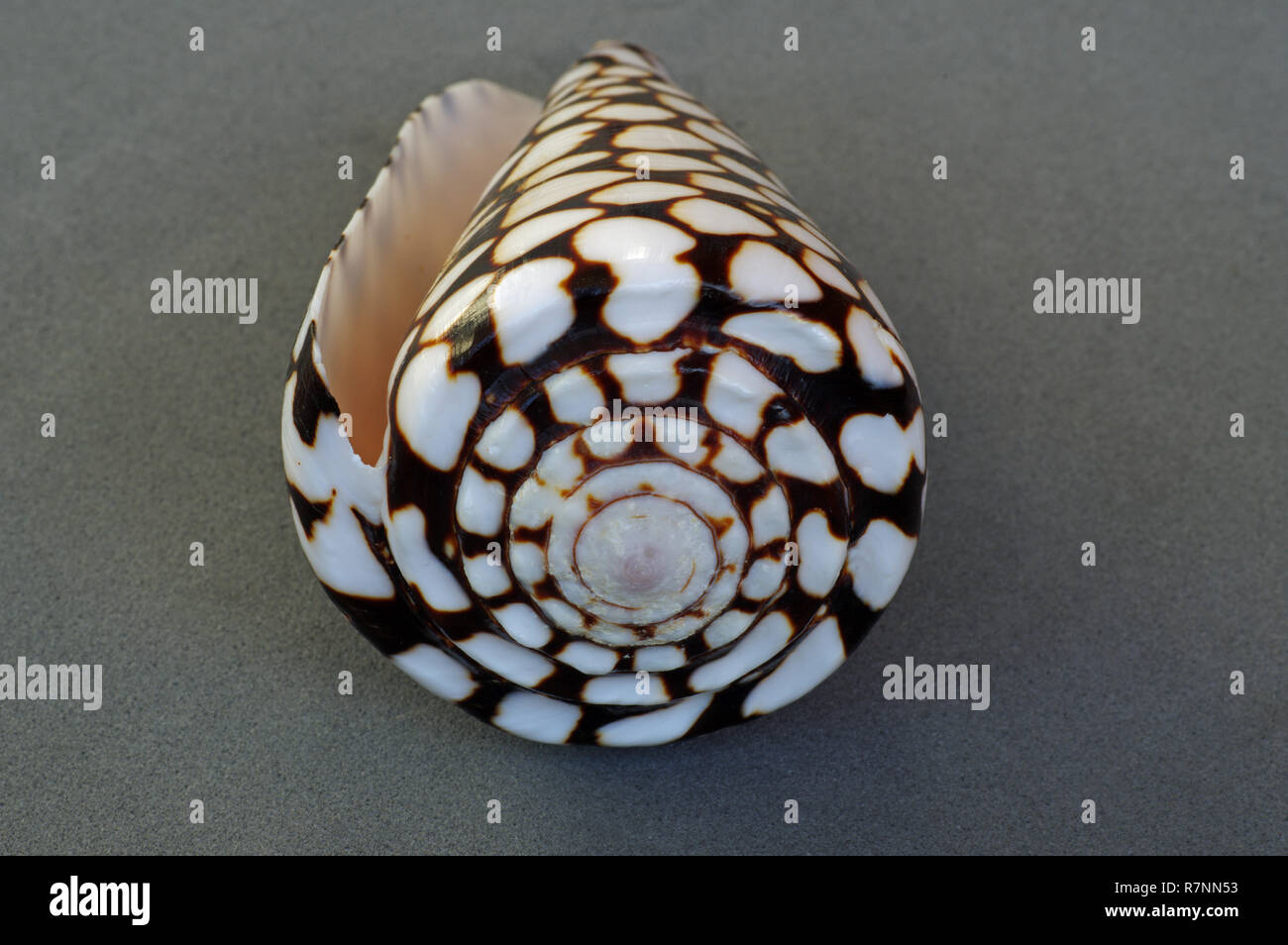 the shell of the Sea snail Conus marmoreus, the Marbled Cone snail, order Conidae Stock Photo