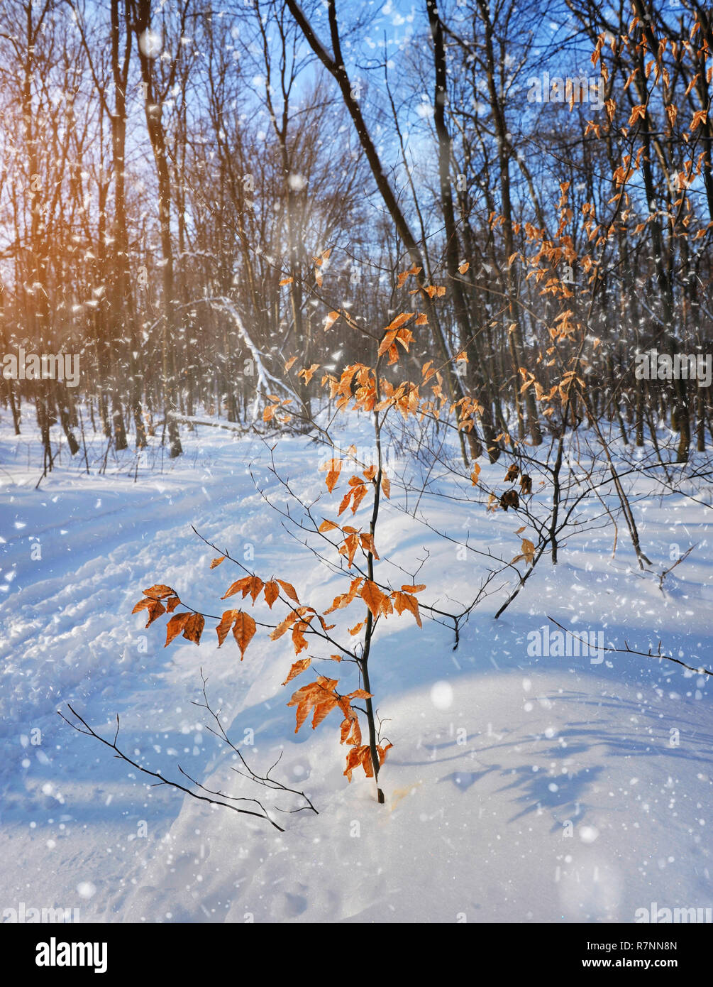Winter road in the forest Stock Photo - Alamy