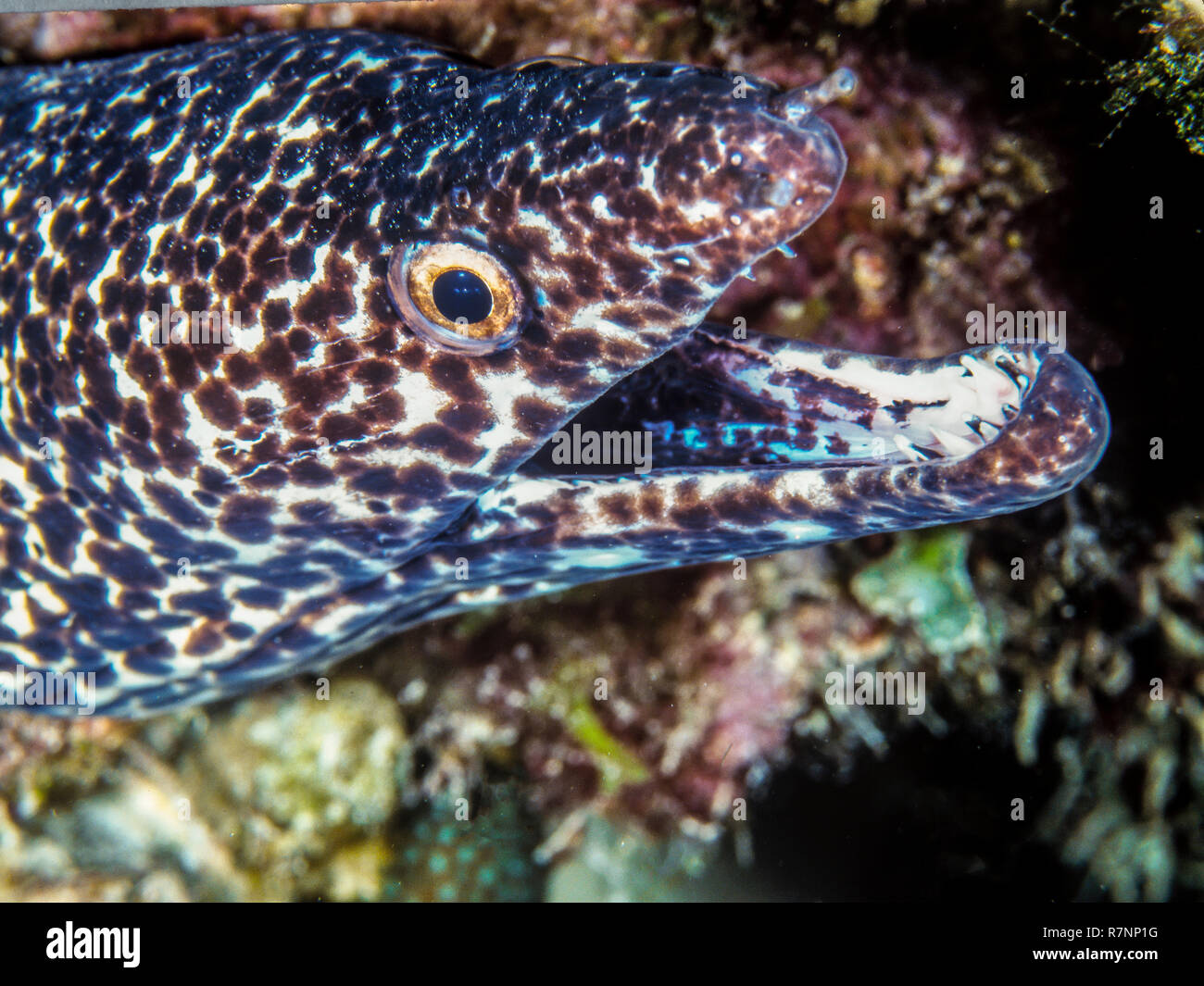 spotted moray,Gymnothorax moringa is a medium to large moray eel. Other