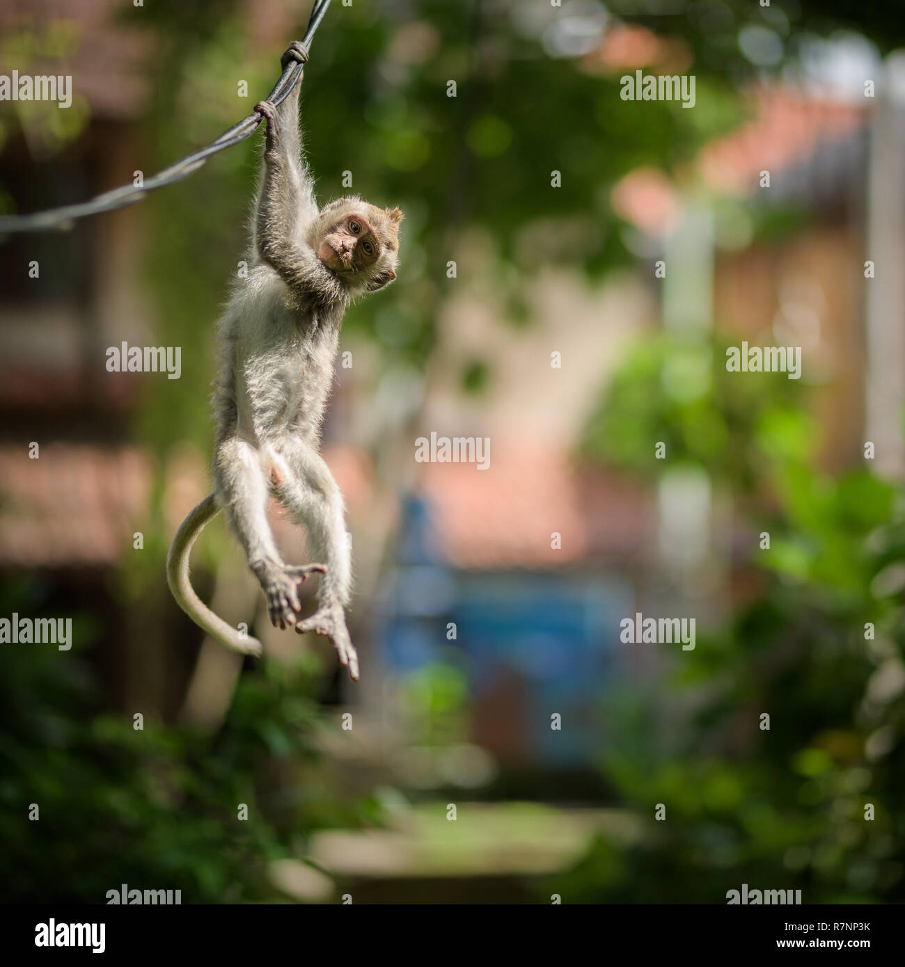 A young long-tailed macaque monkey is hanging from a wire in the balinese Hindu temple of the sacred Ubud Forest in Bali, Indonesia. Stock Photo
