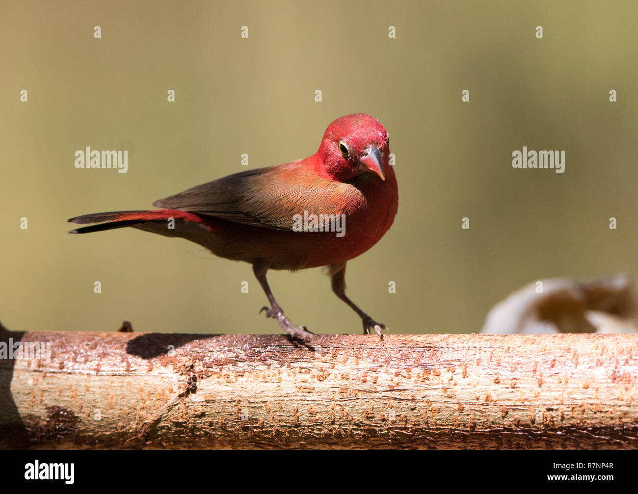 Red-billed Firefinch (Lagonosticta senegala) Stock Photo