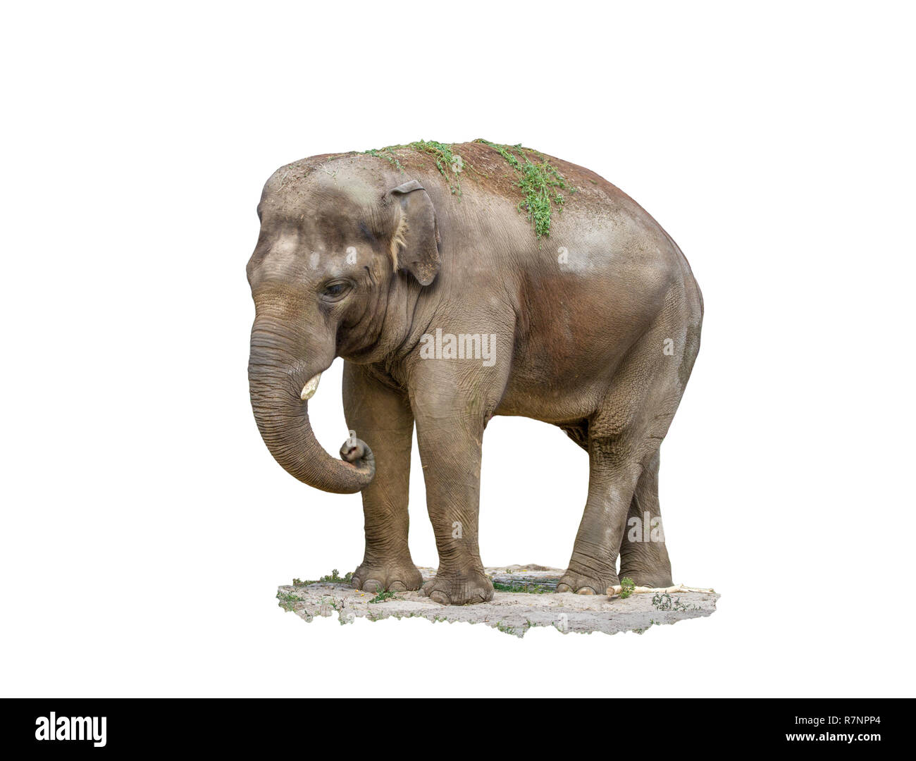 image of a big mammal animal elephant on a white background Stock Photo