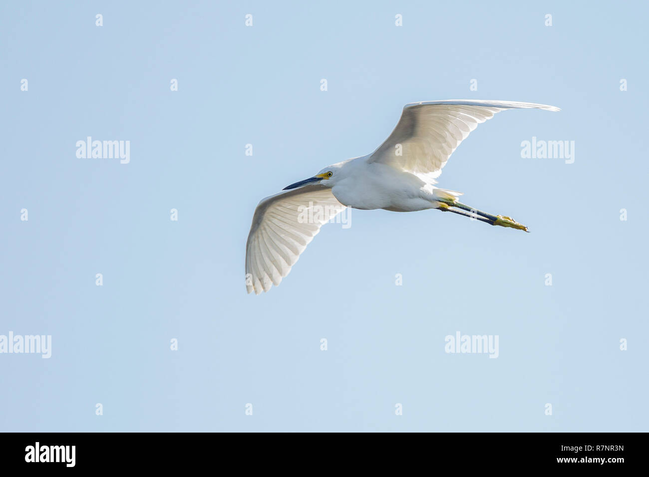 A single Snowy Egret flying overhead close to water in the Everglades, Florida, United Sates of America Stock Photo