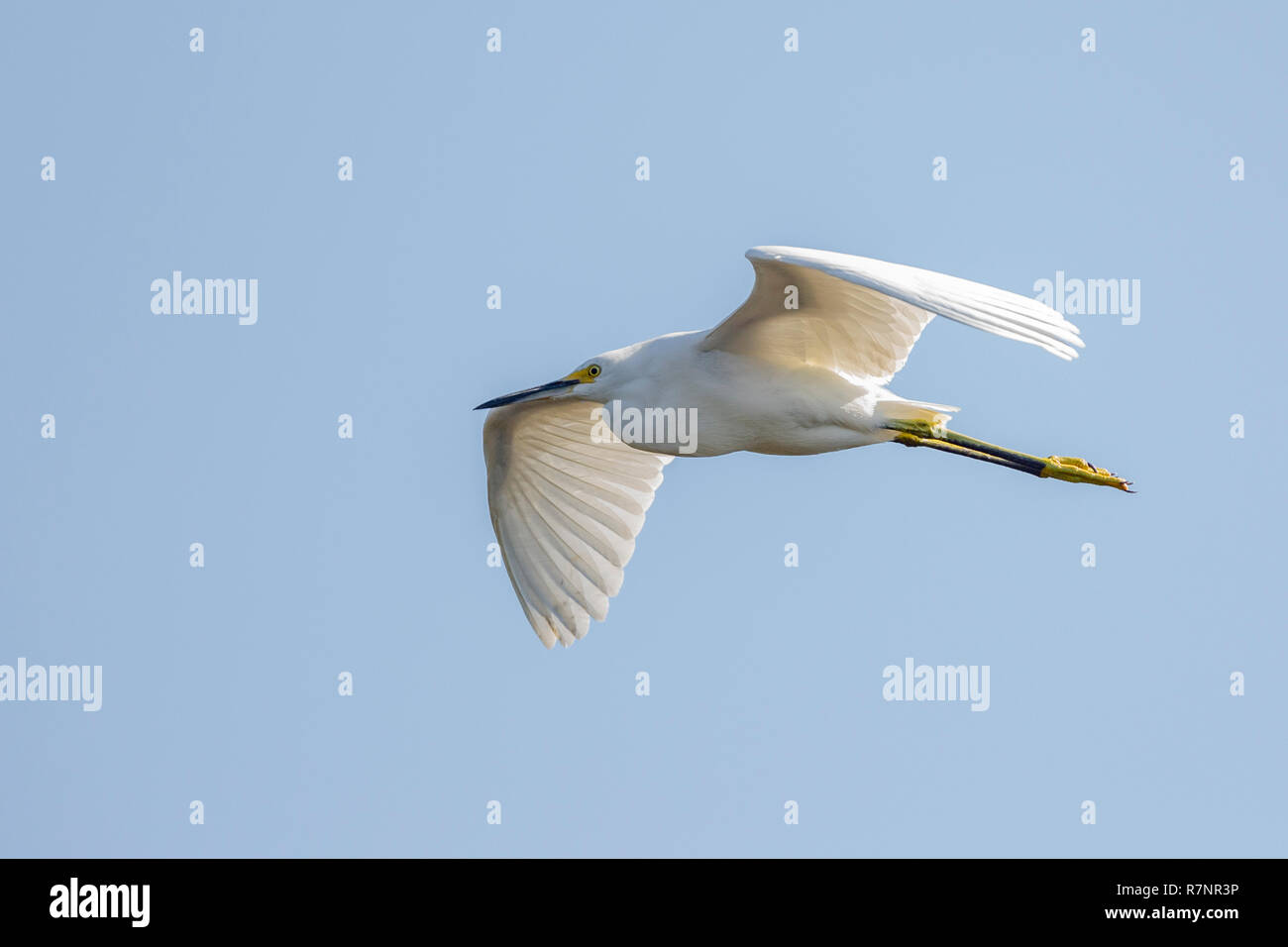 A single Snowy Egret flying overhead close to water in the Everglades, Florida, United Sates of America Stock Photo
