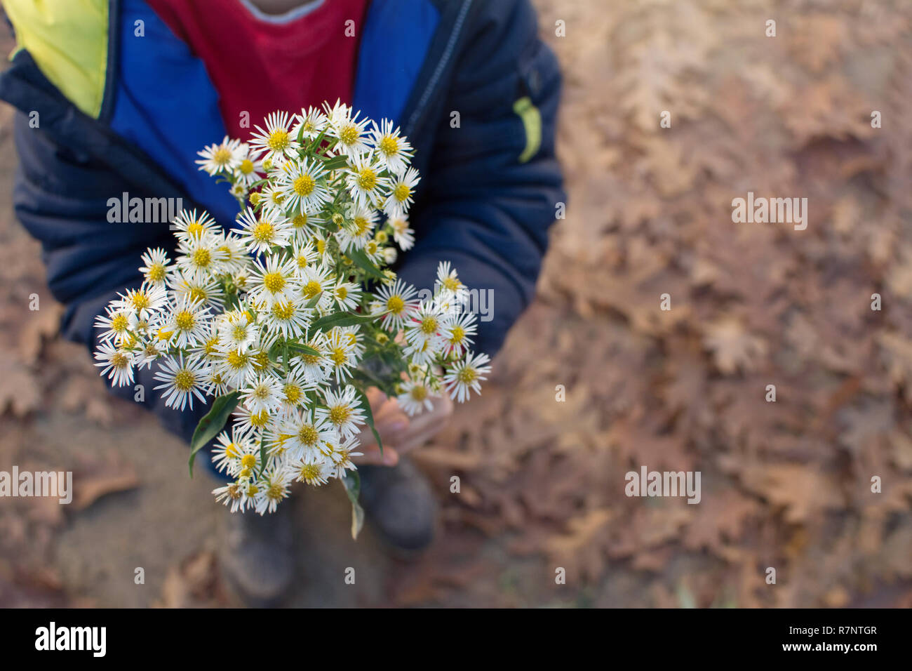 SMALL CHILD HANDS HOLDING A BOUQUET OF DAISIES. HIGH ANGLE VIEW. Stock Photo