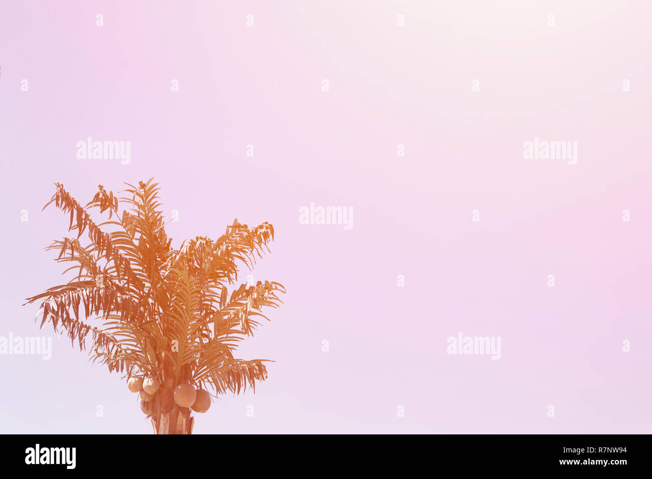 Tropical palm tree background image. Image with copy space for text. Toned image Stock Photo