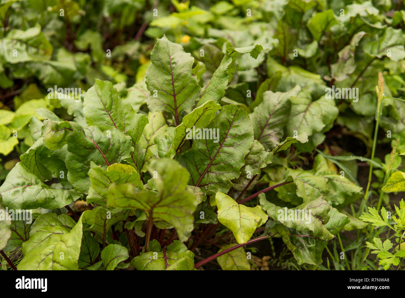 Beet green leaves growing in the garden Stock Photo Alamy
