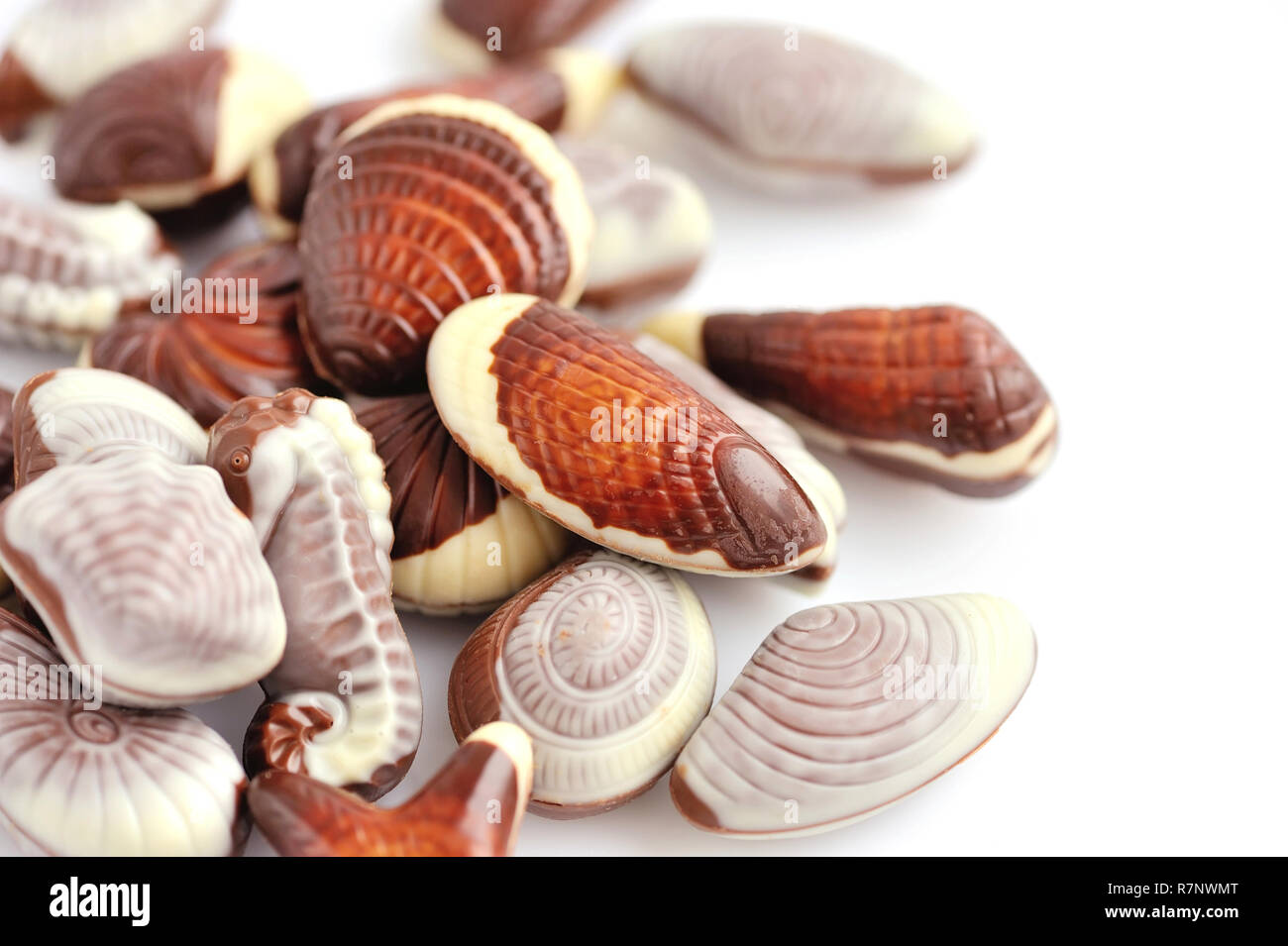Swiss chocolate seashells on white background Stock Photo