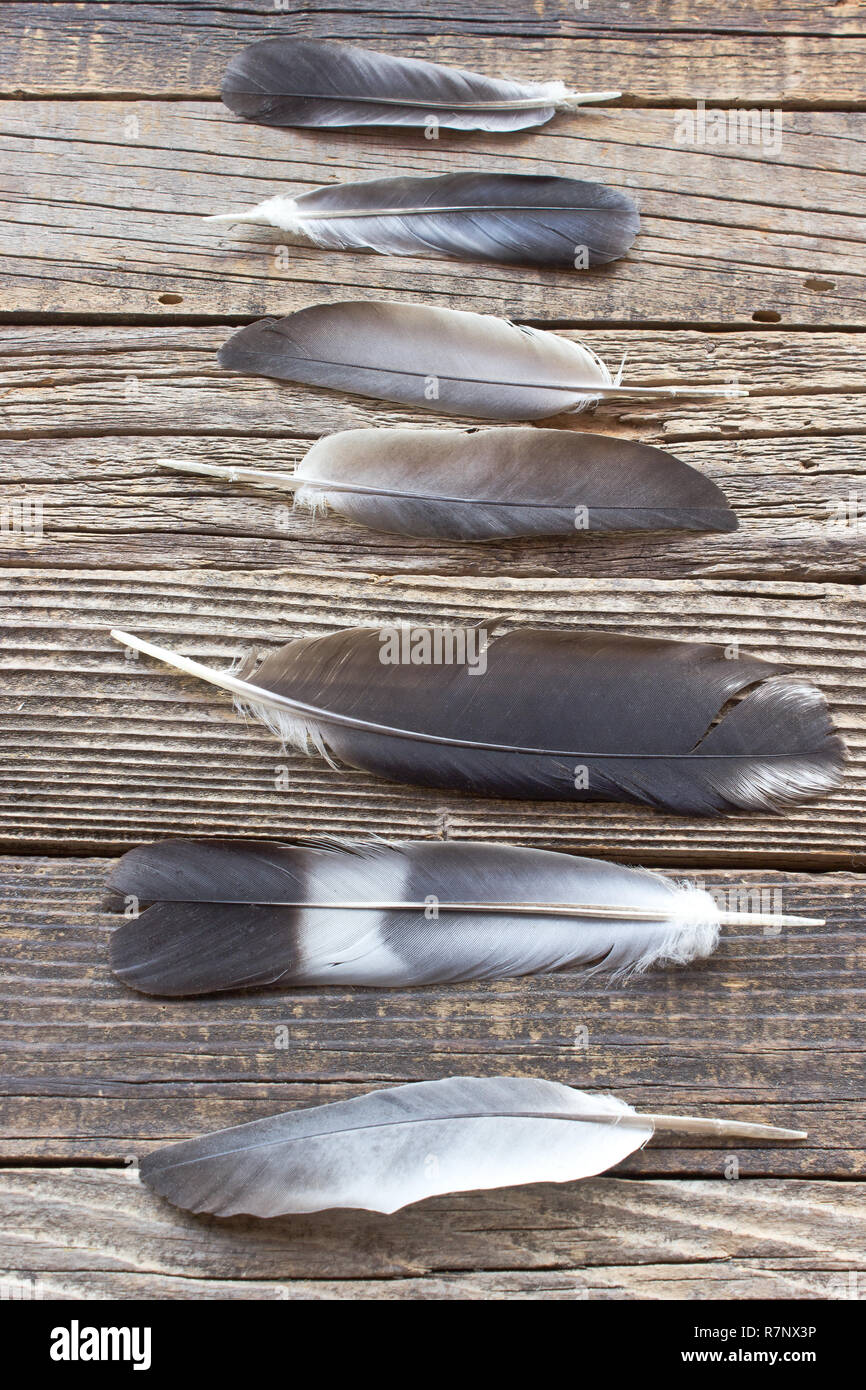 Feathers on old wooden background Stock Photo