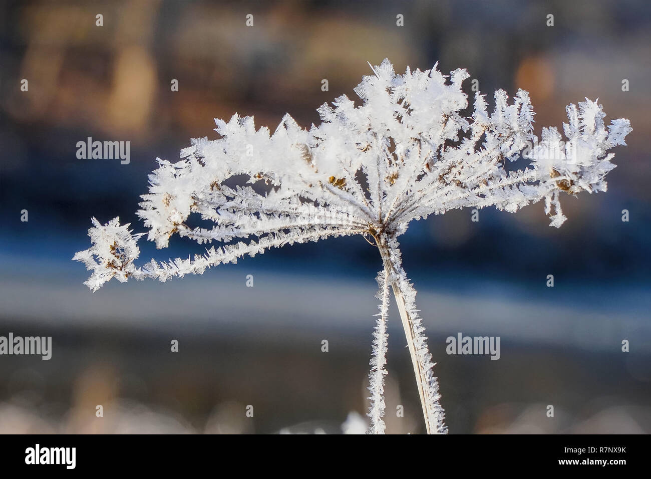 The beautiful Inflorescences covered with hoarfrost and small ice Stock ...