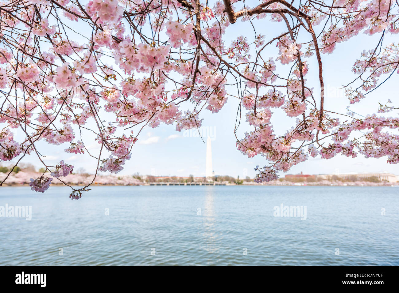 Pink cherry blossoms framing view hires stock photography and images