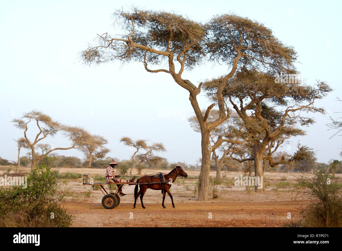 Senegal, atmosphere in the bush Stock Photo