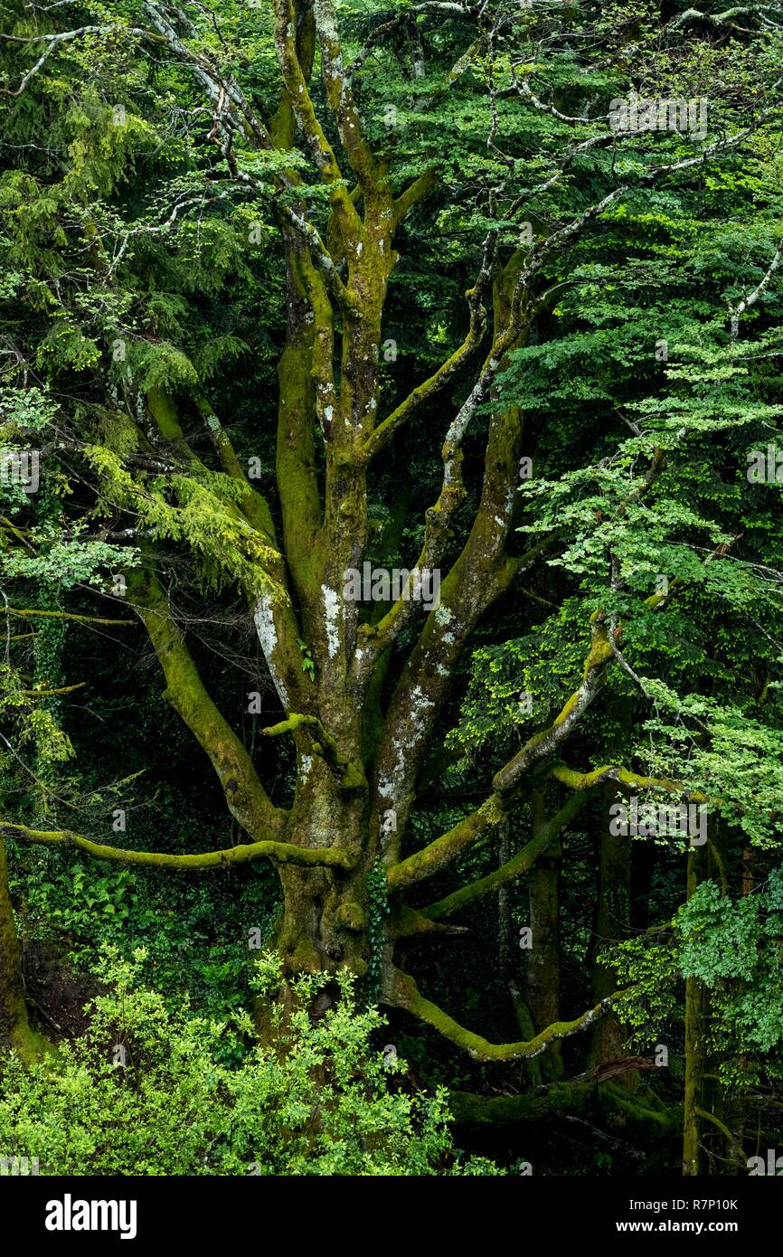 France, Pyrenees Atlantiques, around the Marie Blanque pass, ash tree Stock Photo