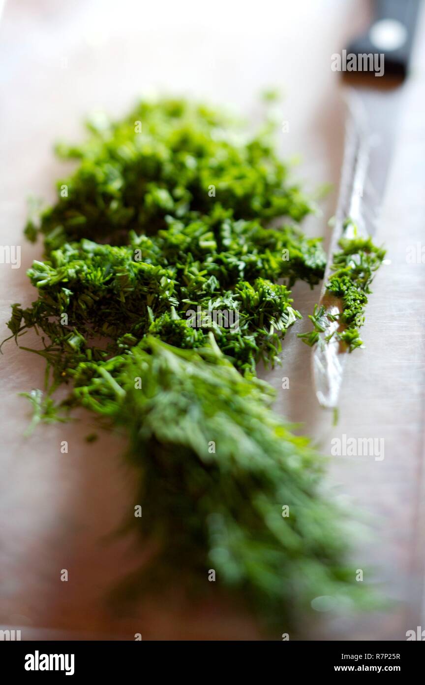 Russia, Moscow, dill cutting Stock Photo