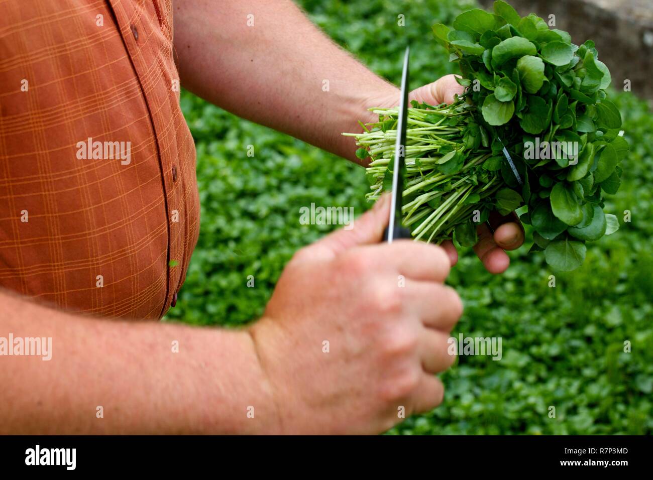 France, Essonne, Mereville, watercress cress, harvest Stock Photo