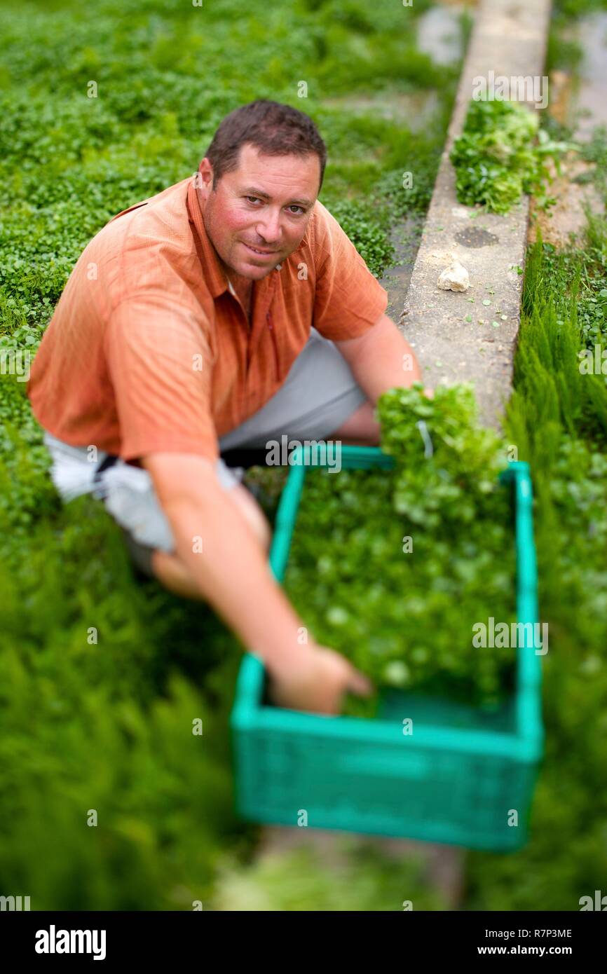France, Essonne, Mereville, watercress cress, Olivier, the boss Stock Photo