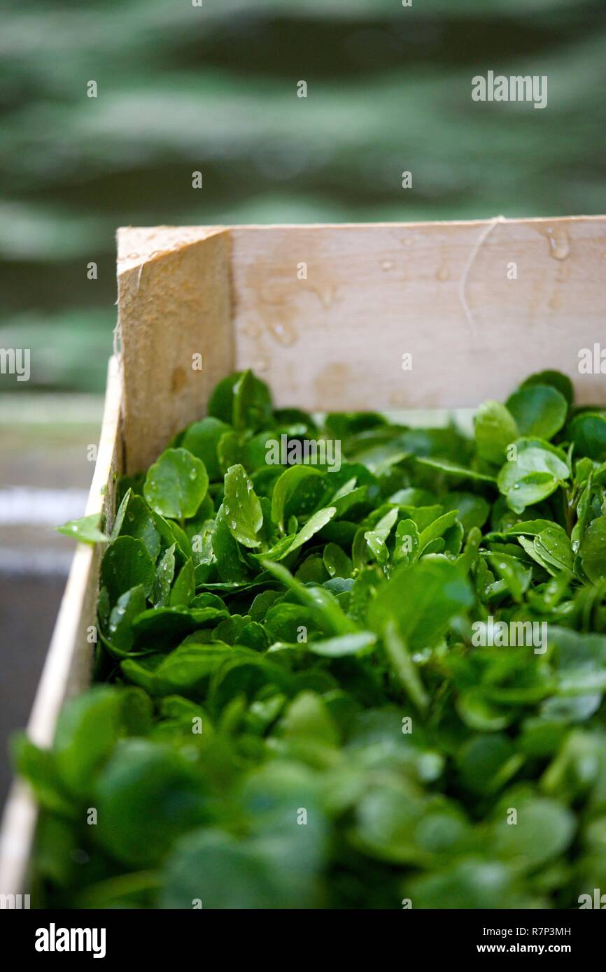 France, Essonne, Mereville, watercress cress, conditioning Stock Photo