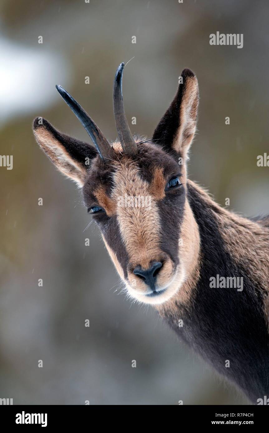Isard Spain, Isard (Rupicapra Pyrenaica), Portrait Stock Photo - Alamy